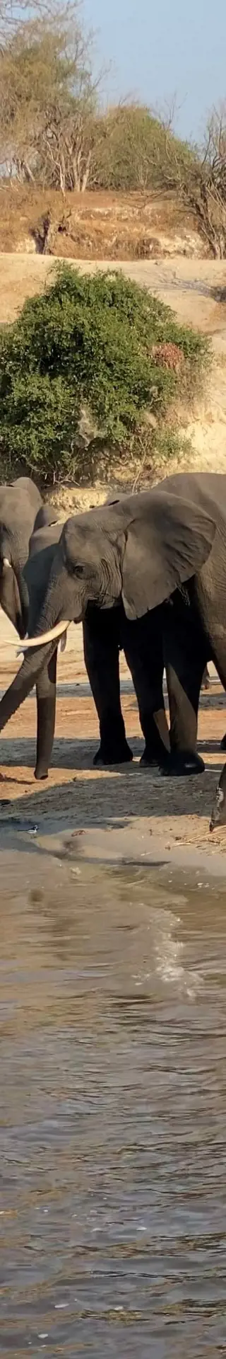 Herzzerreissende Elefanten-Szene